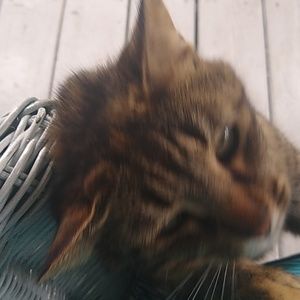 Meet your Posher, Veronica